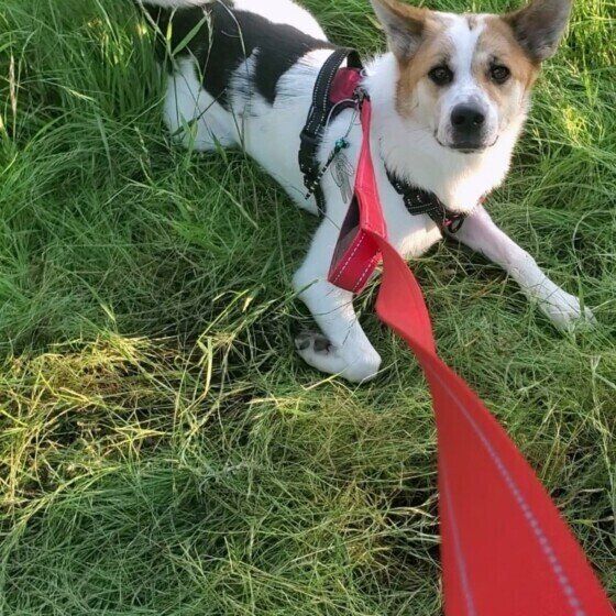 Ｍｉｘ（雑種）中型犬　この後大暴れ