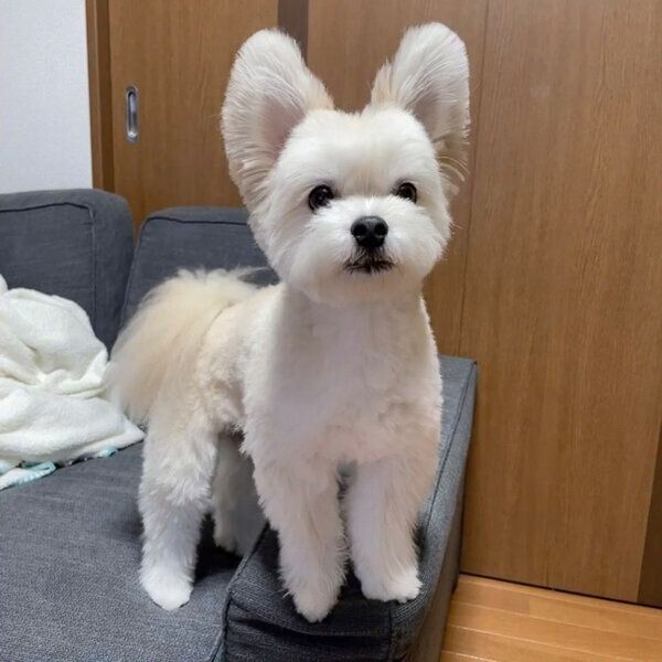 耳を立たせるぽんたくん