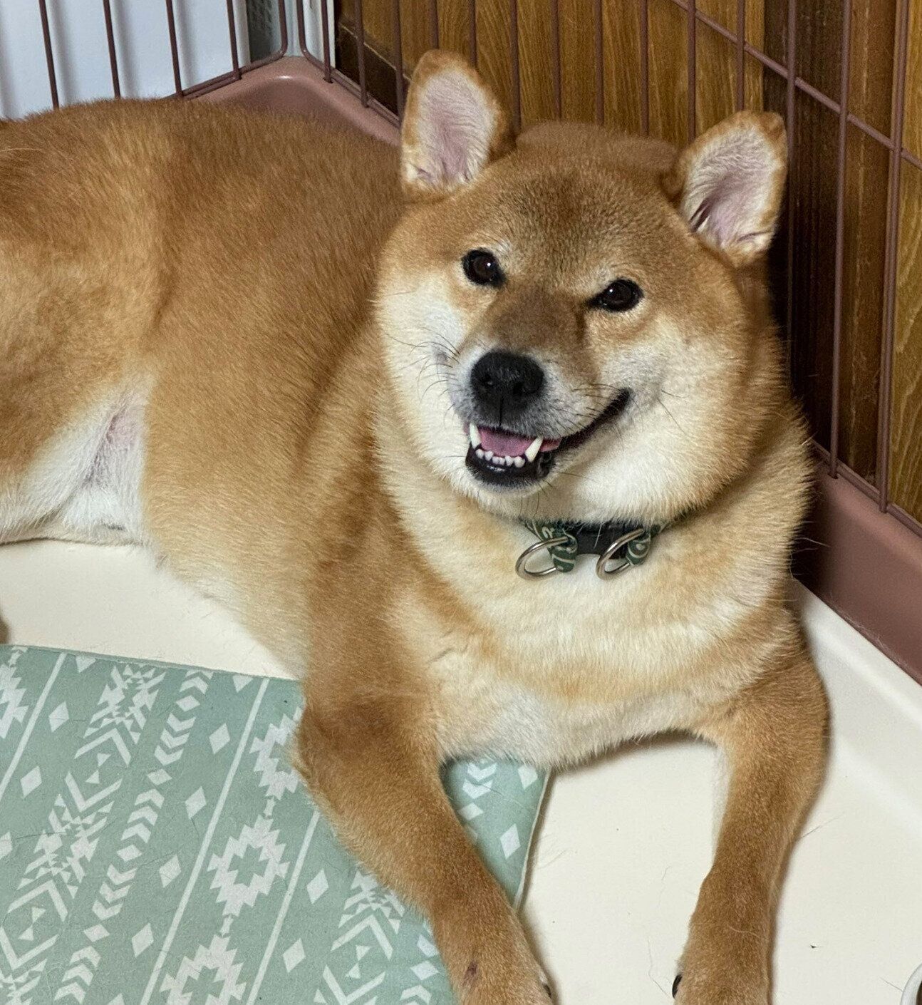 ニコッと笑う文太くん