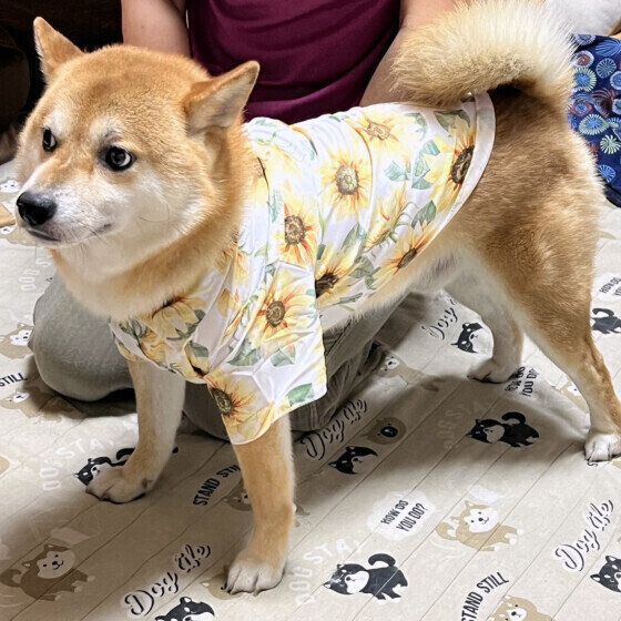 柴のぽんたくん