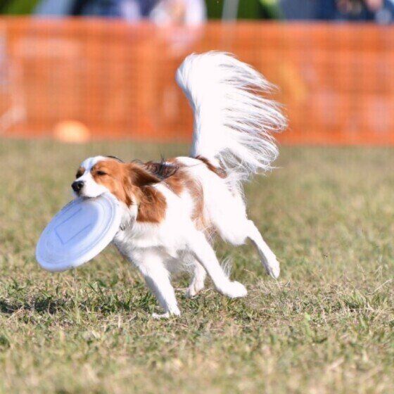 コーイケルホンディエ