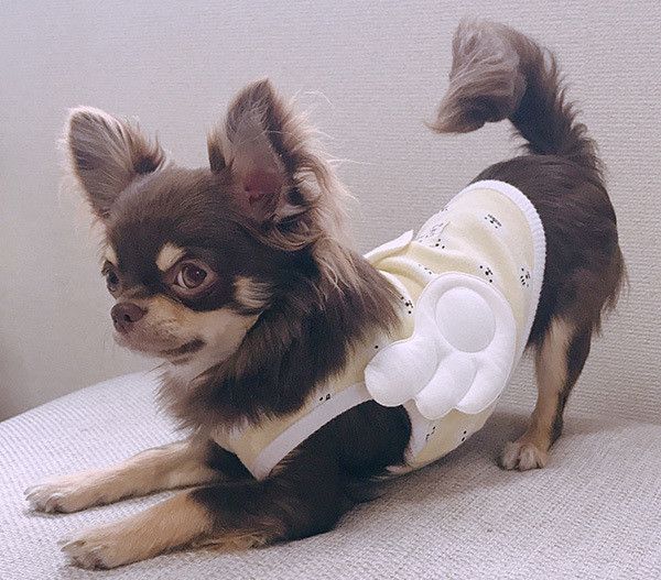 見つめるチワワ