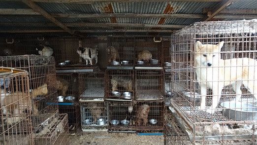 町屋さんたちの調査で明らかになった、引取り業者の劣悪な犬舎