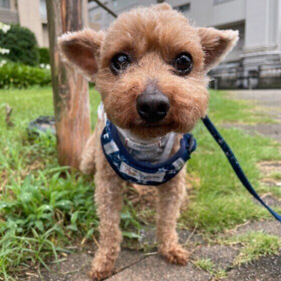 トイ・プードルのチョコくん