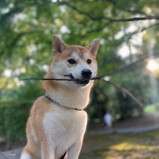 枝をくわえる柴