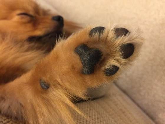 肉球を見せるポメラニアン