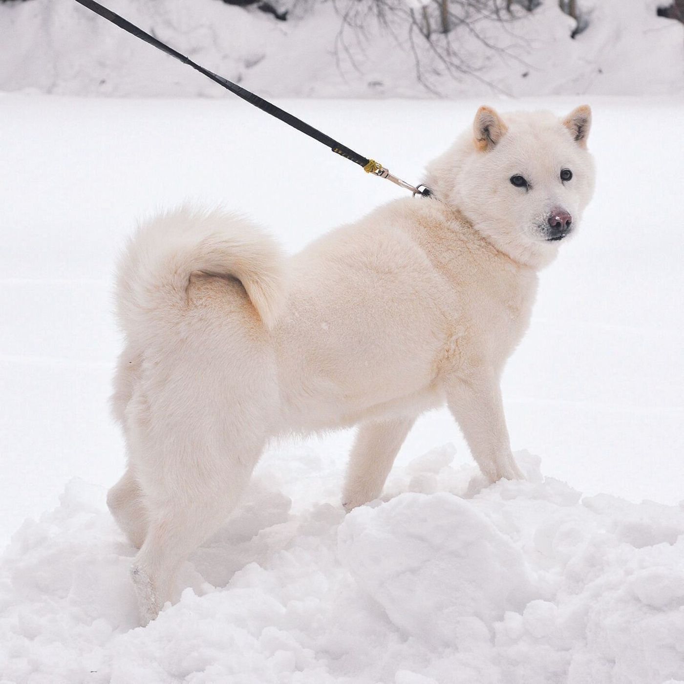 北海道犬 甲斐犬 四国犬 琉球犬 日本犬の魅力に触れよう いぬのきもちweb Magazine 北海道犬 甲斐犬 四国犬 琉球犬 日本犬の魅力に触れよう いぬのきもちweb Magazine