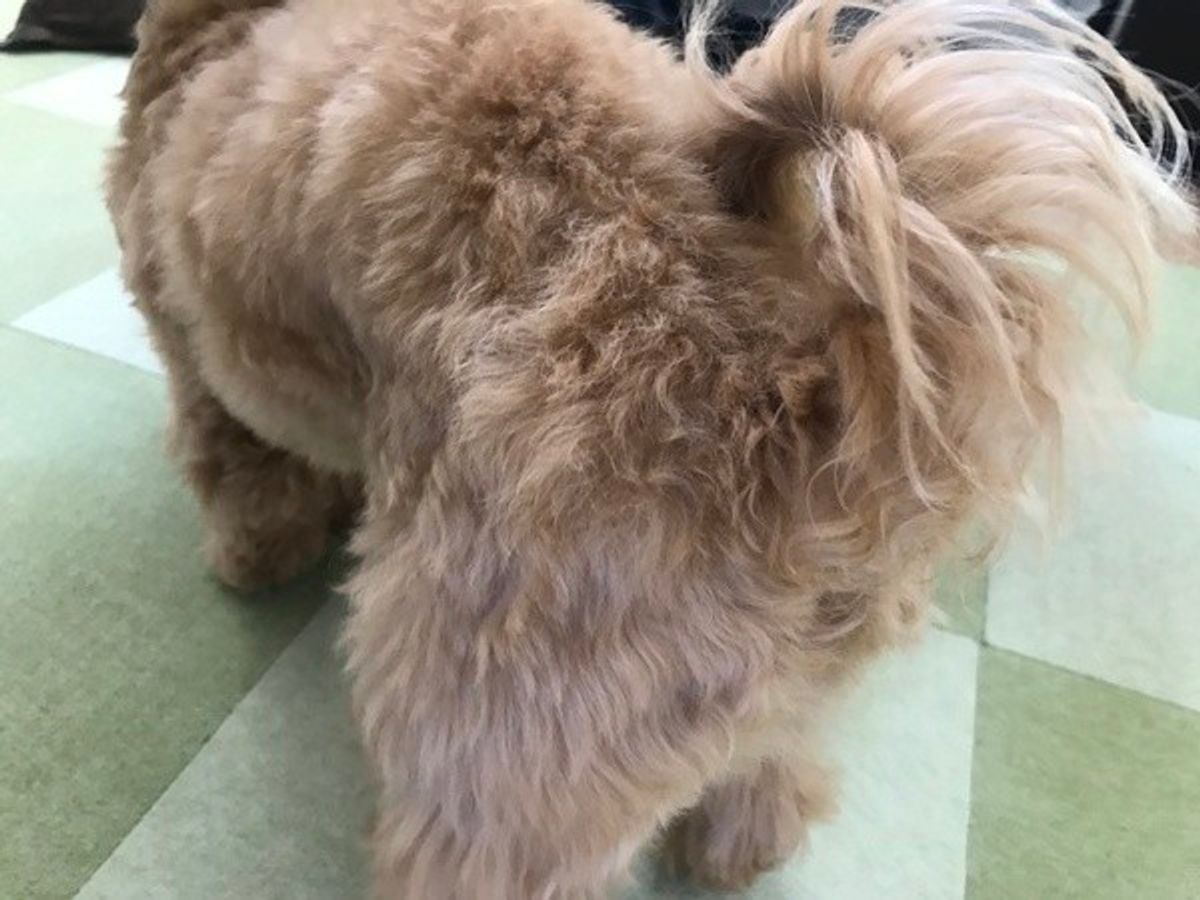 獣医師監修 犬の平熱 知ってる 熱中症など発熱時にすべき対処 いぬのきもちweb Magazine 獣医師監修 犬の平熱 知ってる 熱中症など発熱時にすべき対処 いぬのきもちweb Magazine