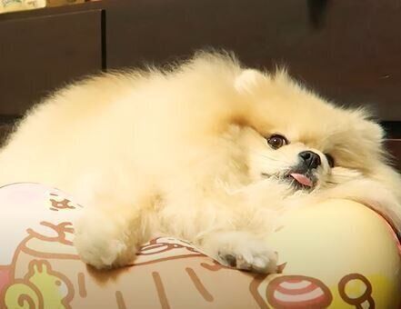 ポメラニアン　モチちゃん