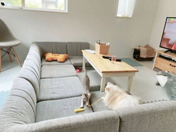 うにちゃんと遊ぶこめたくん