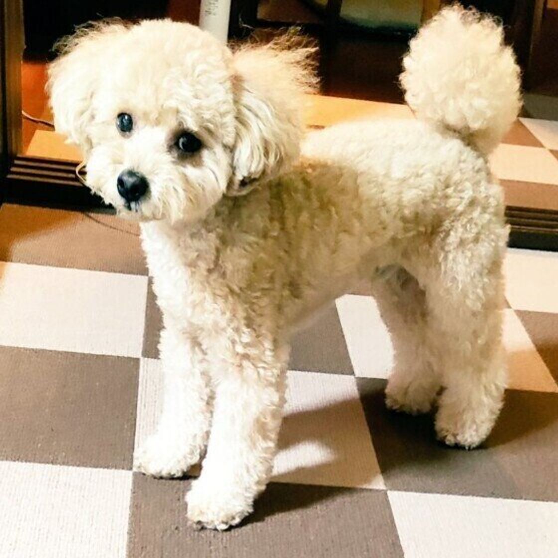 感情表現だけじゃない 器用に動く犬のしっぽの役割とは いぬのきもちweb Magazine 感情表現だけじゃない 器用に動く犬のしっぽの役割とは いぬのきもちweb Magazine