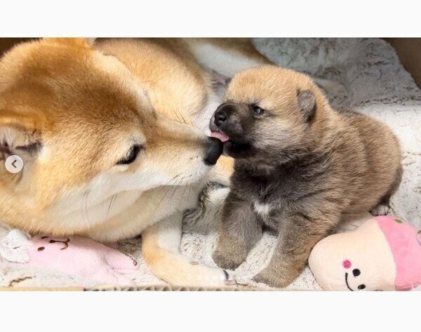 どんちゃんとラムちゃん