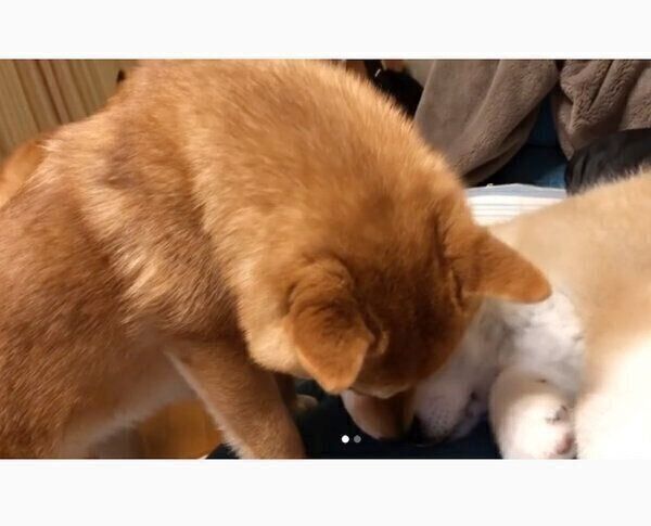 ててくん、ももちゃん、らいちゃん