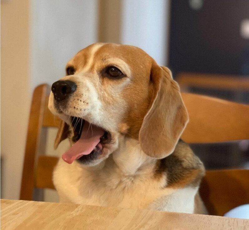 あくびをするはちくん