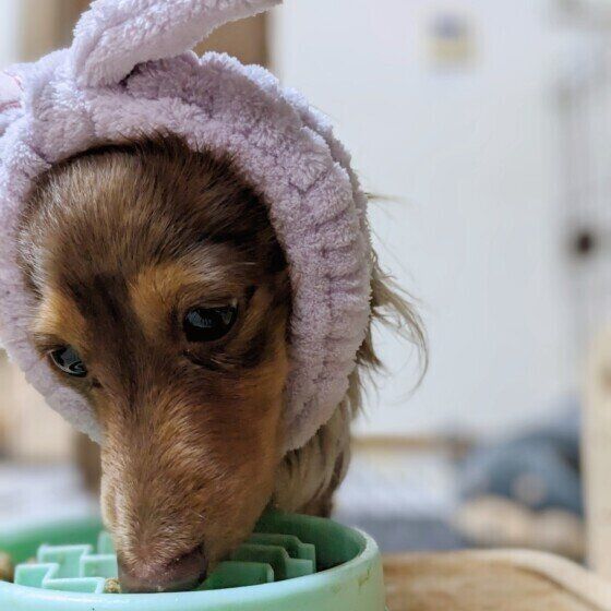 朝ごはんを食べるラテくん