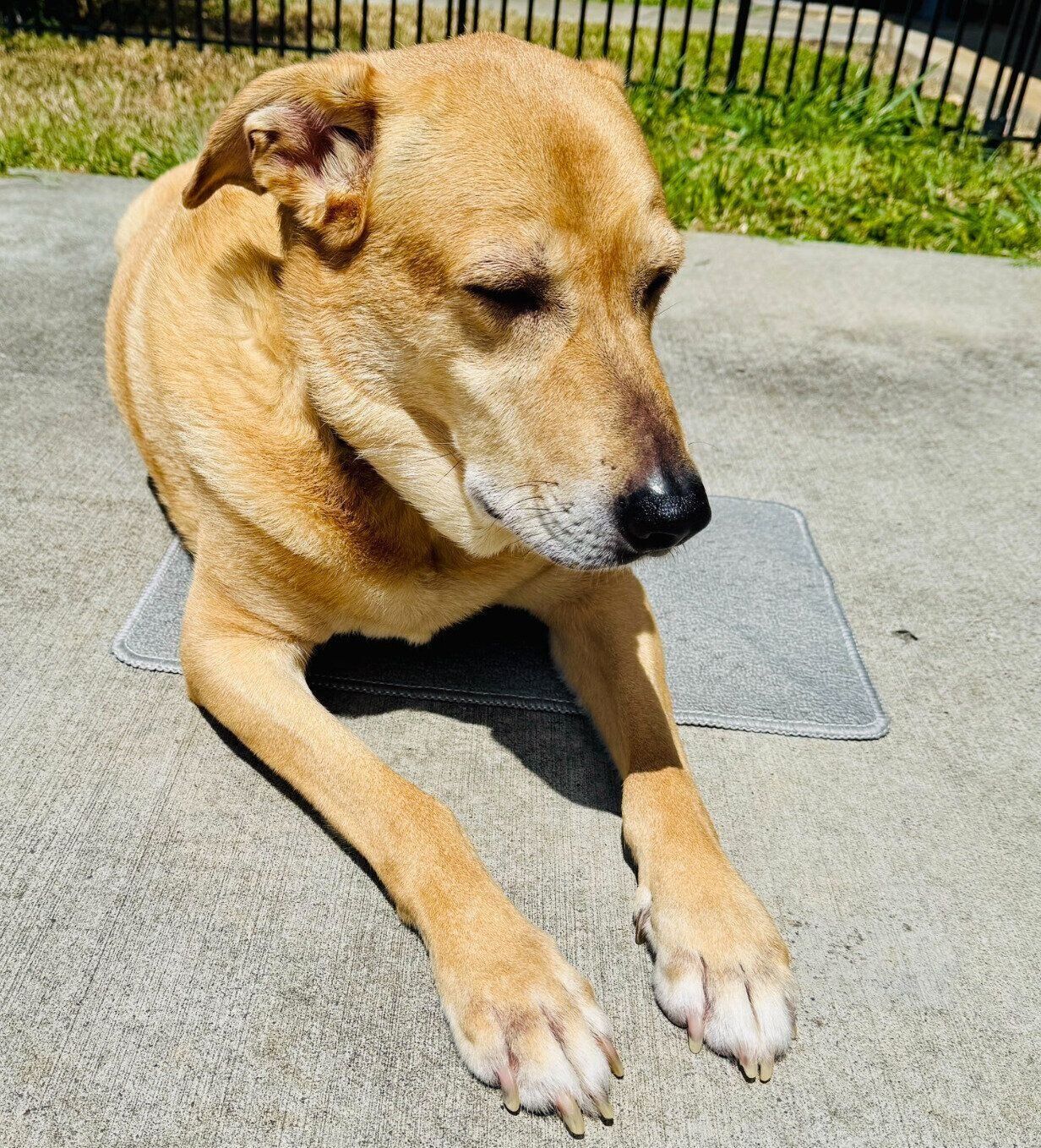 濡れているマットの上に居座るリンちゃん