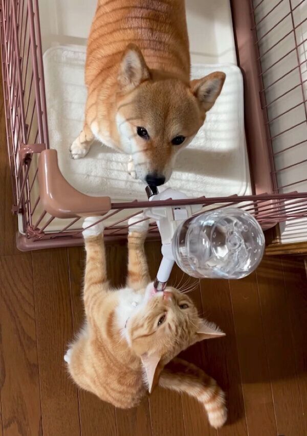 仲良く水を飲むぷくちゃん、りんくん