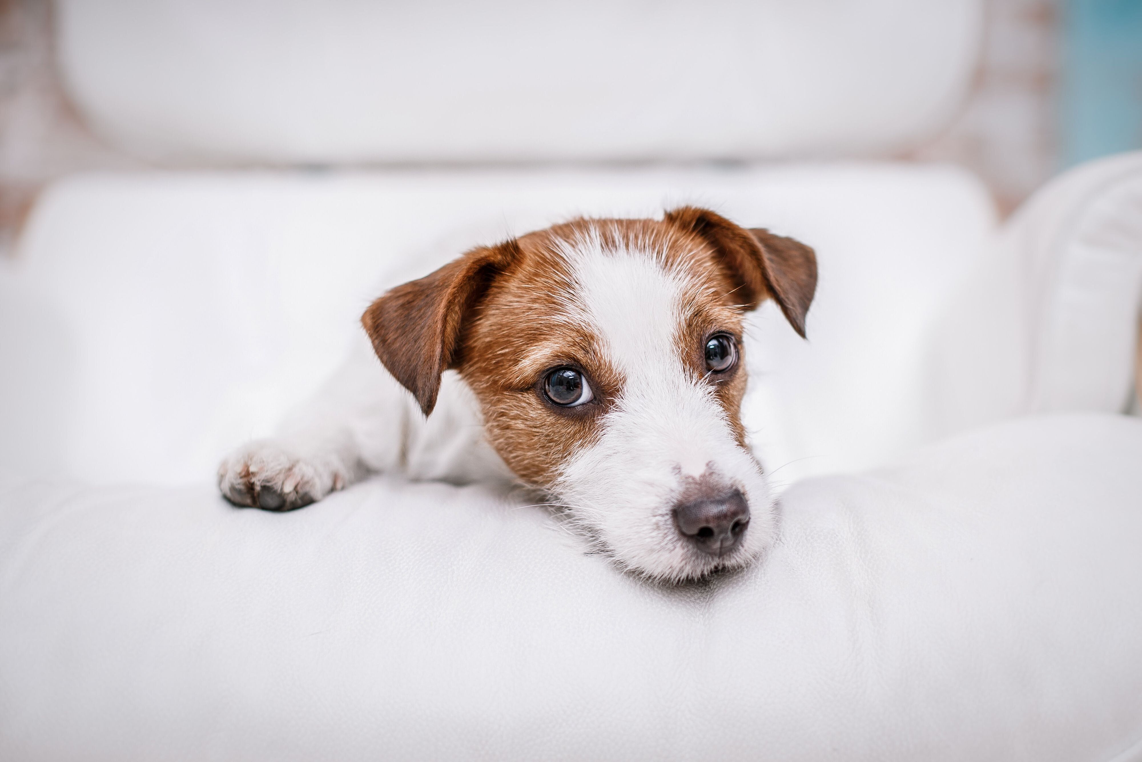 ソファにあごをつける犬