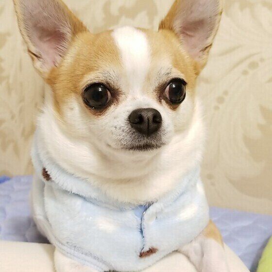 見つめるチワワ