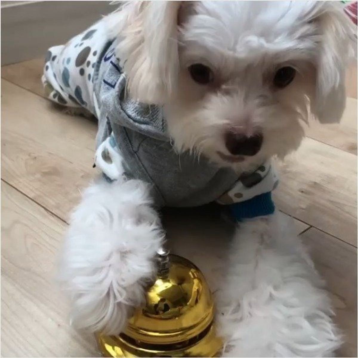 ベルを鳴らすとおやつが 賢いワンコ 荒技 まで習得しちゃった いぬのきもちweb Magazine ベルを鳴らすとおやつが 賢いワンコ 荒技 まで習得しちゃった いぬのきもちweb Magazine