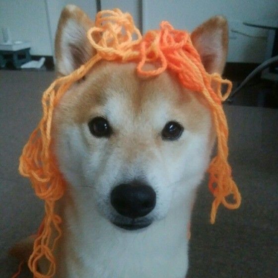 きつね顔の柴犬