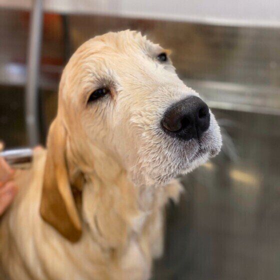 ゴールデン・レトリーバーのレオンちゃん