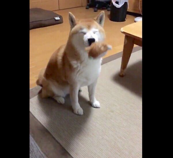目を瞑るロペさん