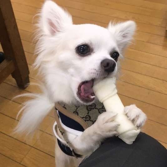 ガムをかじるチワワ