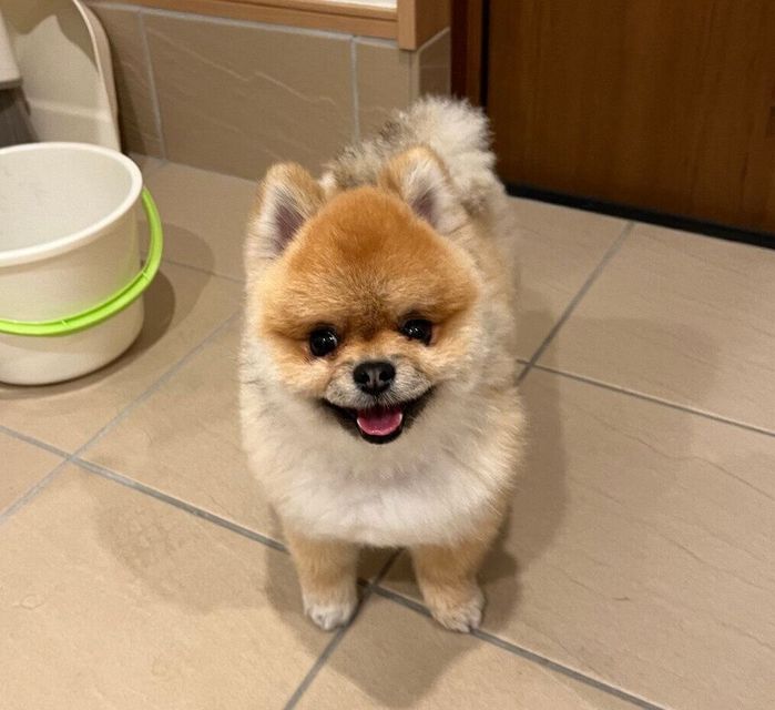 散歩が楽しくて笑顔になる秋田くん