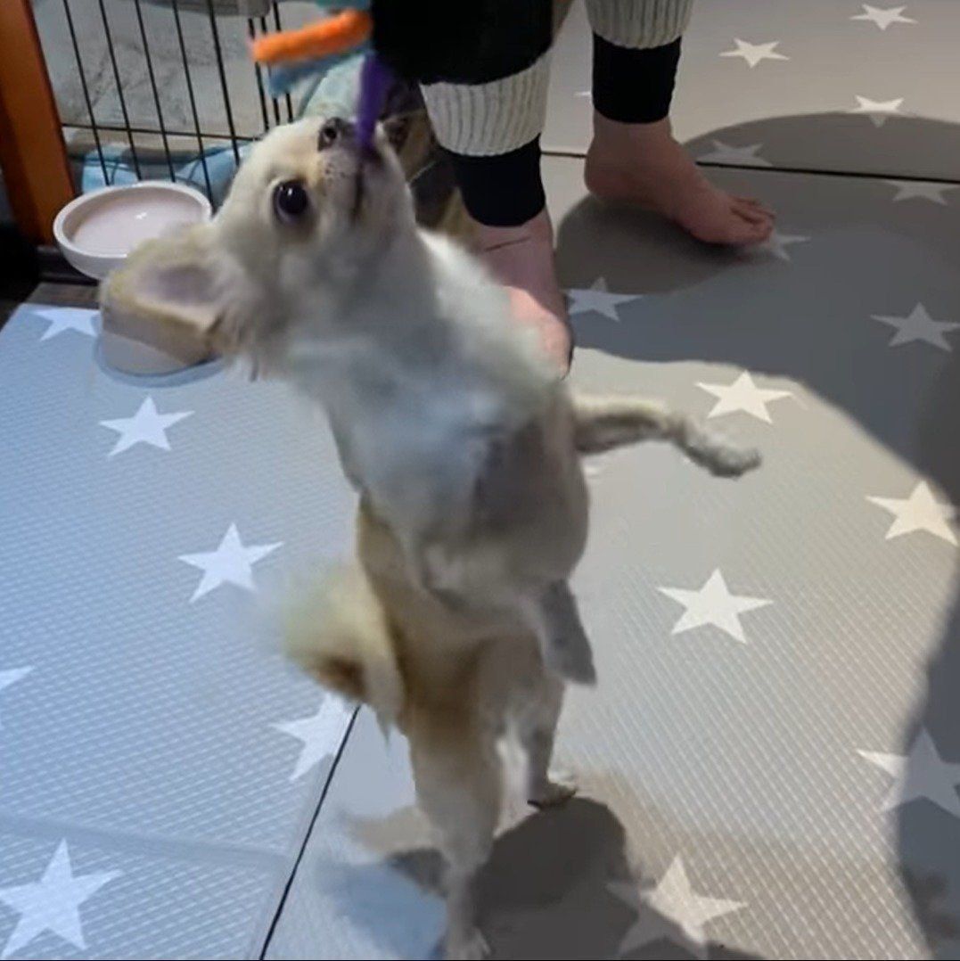 釣られるみるくちゃん