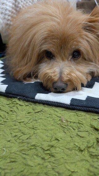 ぶすっとした犬の写真