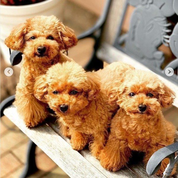 かわいいトイ・プードルの親子