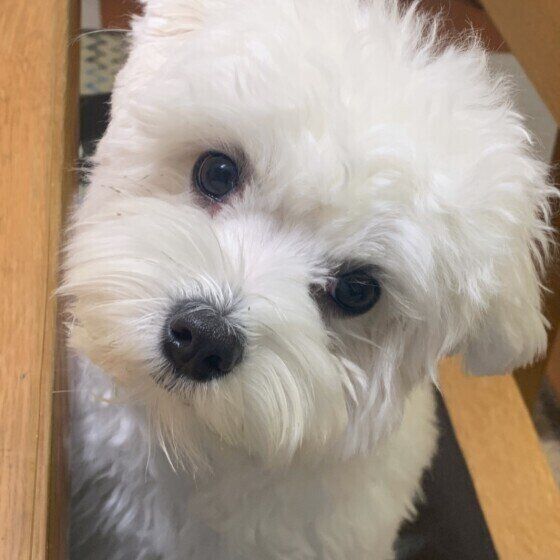 首をかしげるマルチーズ