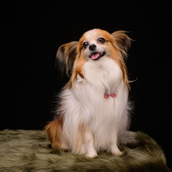 犬に好かれるためのコツってあるの？ 犬に嫌われないための接し方とは いぬのきもち