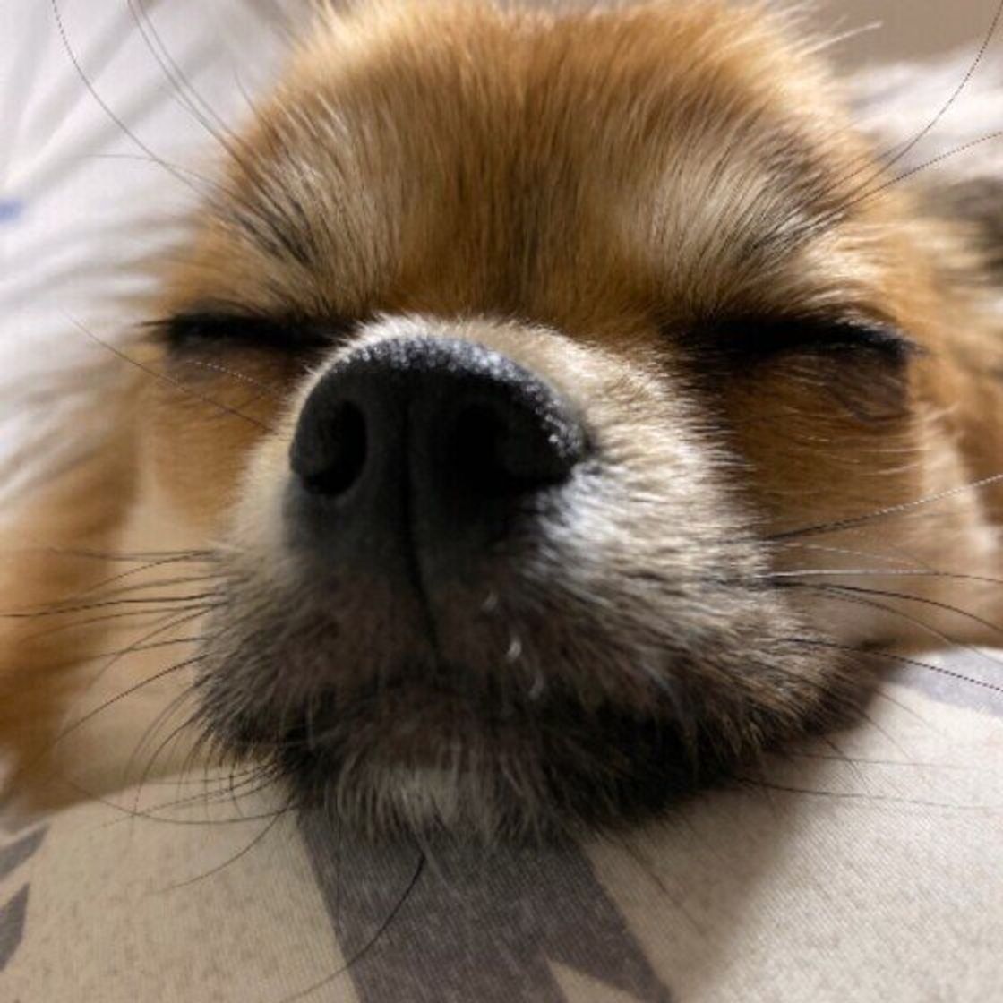 獣医師監修 犬にアルコール お酒 は絶対にng 誤飲してしまったときの症状と対処方法 いぬのきもちweb Magazine 獣医師監修 犬にアルコール お酒 は絶対にng 誤飲してしまったときの症状と対処方法 いぬのきもちweb Magazine