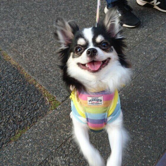 チワワのそらちゃん