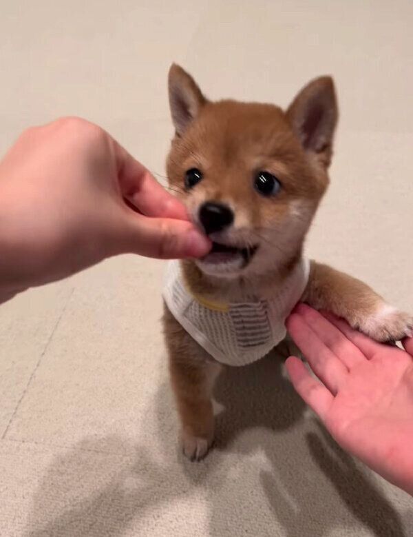 ご褒美を食べるこうめちゃん