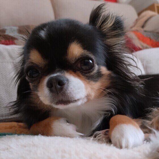 犬が寂しいときのサインとは？ 愛犬の寂しさからくる行動への対処法 チワワ いぬのきもち