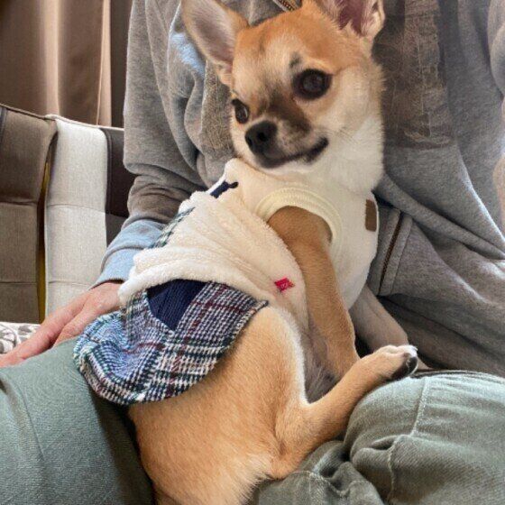 チワワのきなこちゃんのお尻ピタッ