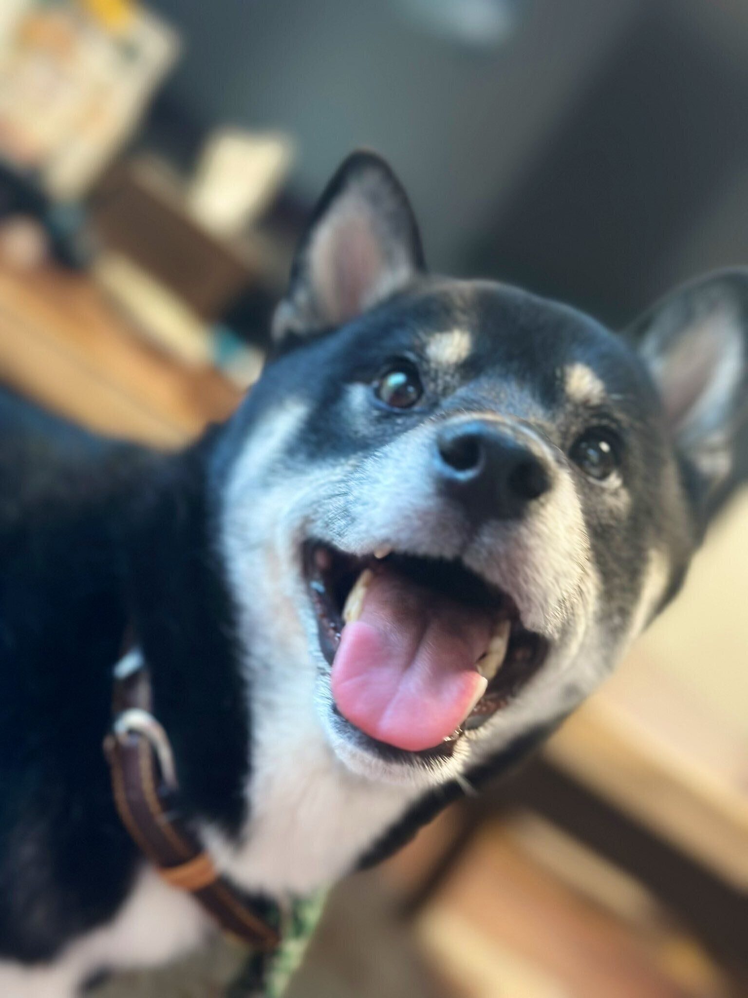 笑顔の表情の柴犬