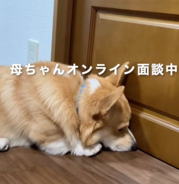 ドアの前で待つジノくん