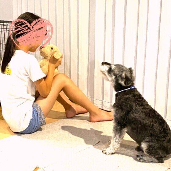 やきもちを焼くMシュナウザーのげんくん