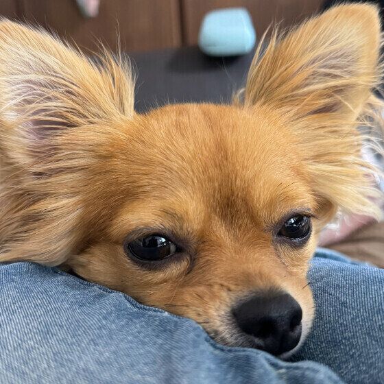 チワワ  リオ  常にピッタリ