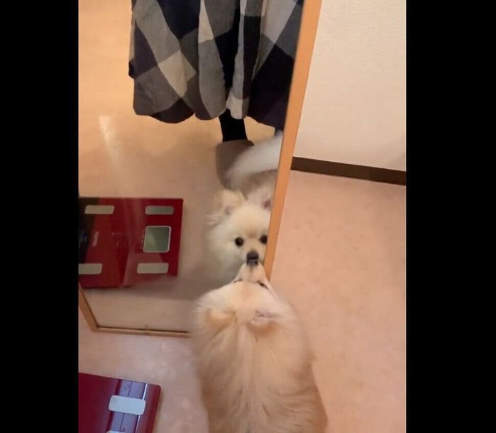 鏡を初めて見たおもちくん