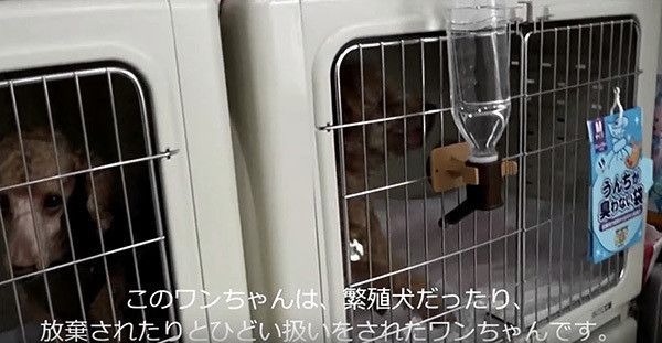 保護された犬