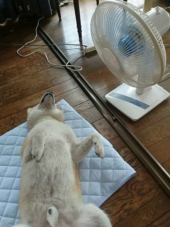 扇風機とひんやりシーツで快適にお昼寝中♪