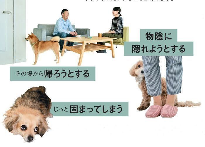 新しい場所を怖がっている犬たち
