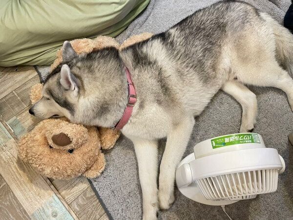 扇風機の前で眠るサファイアくん