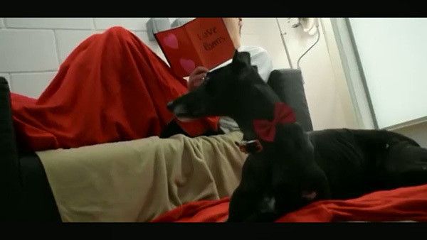 男性の横に座るグレーハウンド