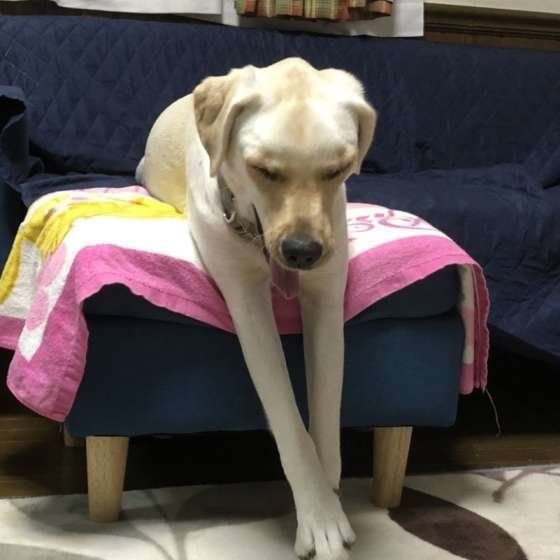 くつろぐラブラドール・レトリーバー